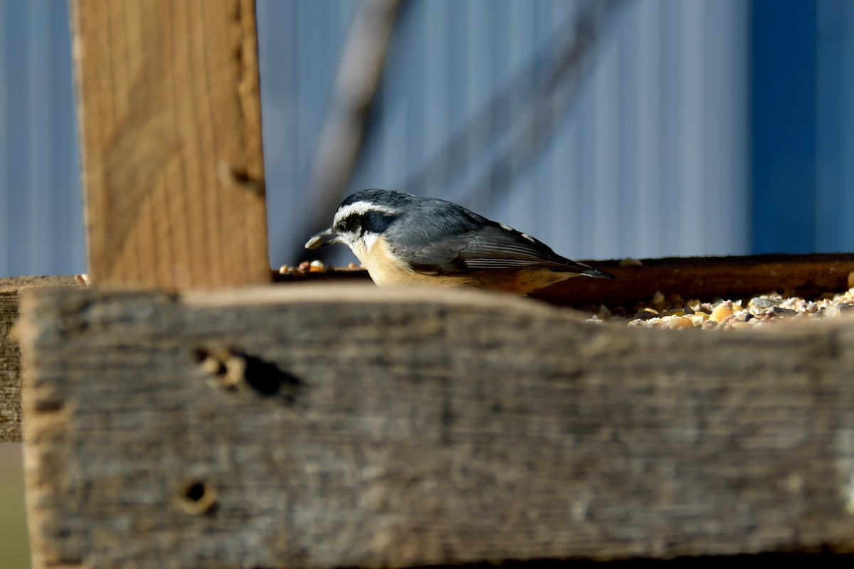 Red-breasted Nuthatch - ML302787271