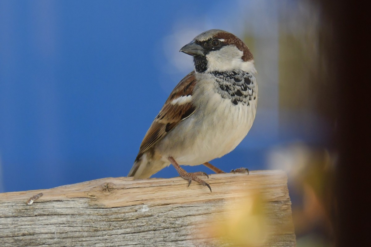 House Sparrow - ML302787411