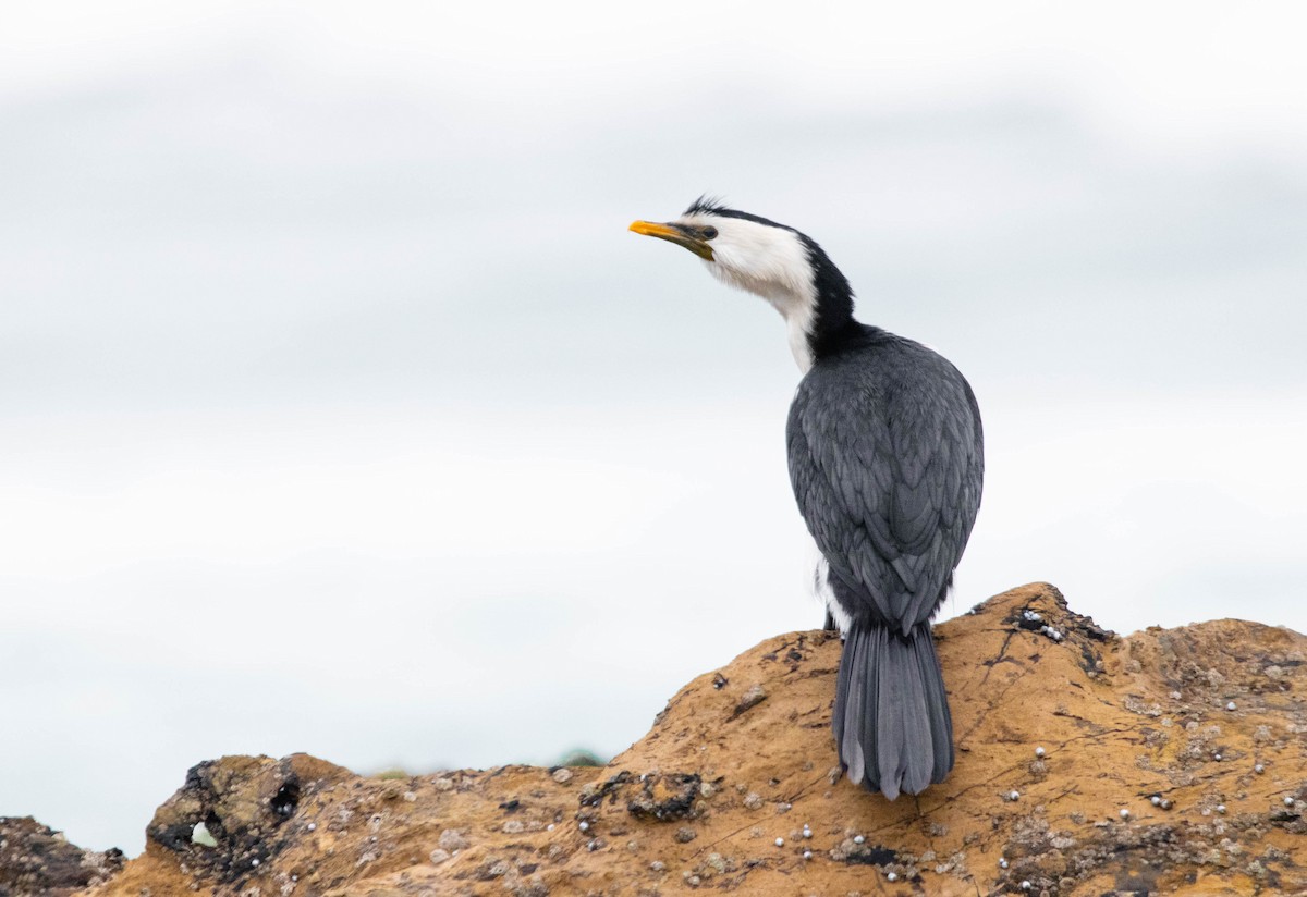 Little Pied Cormorant - Zebedee Muller