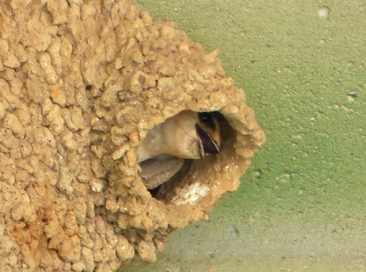 Cave Swallow - ML30278811