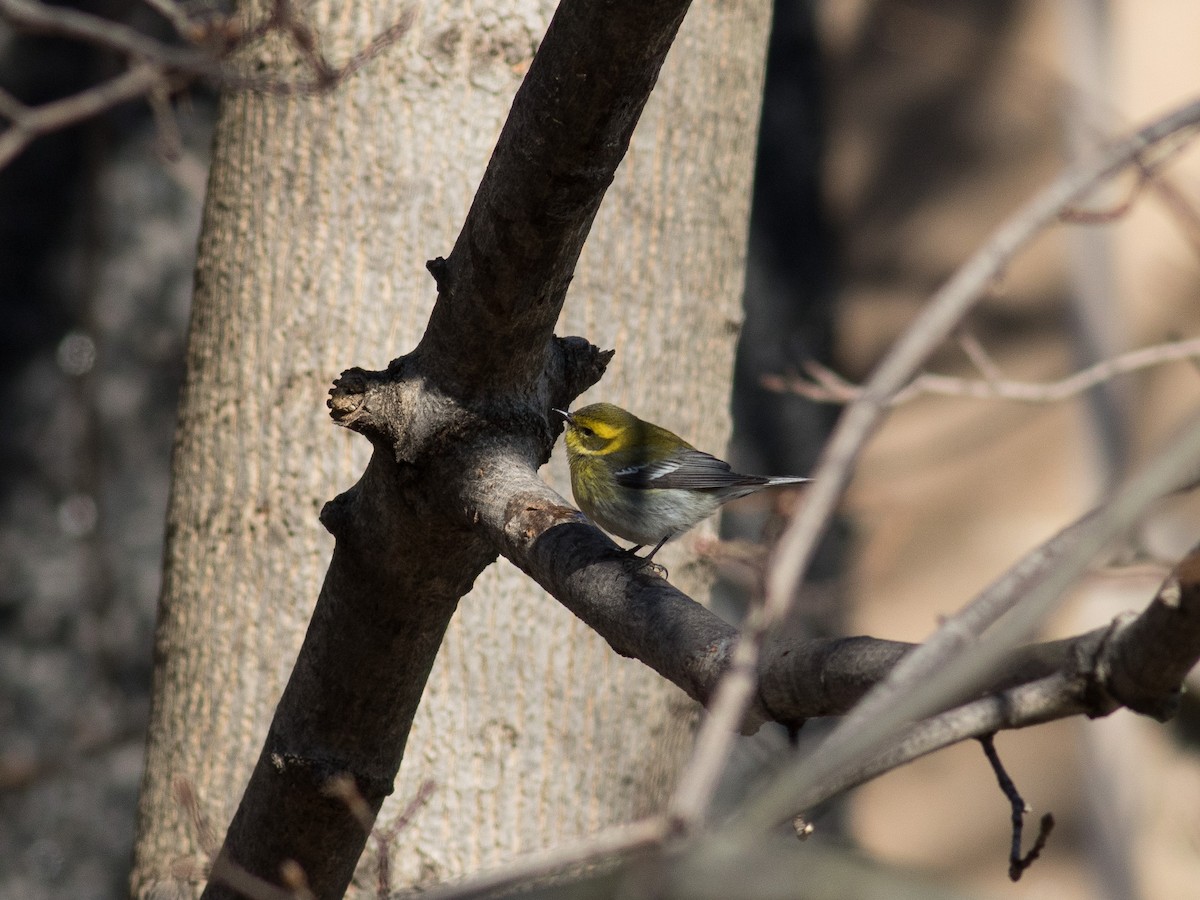 Townsend's Warbler - ML302788381