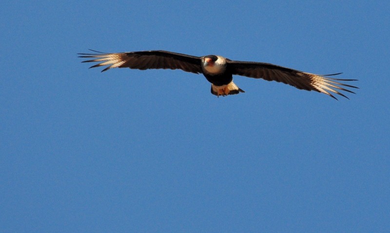 Crested Caracara (Northern) - ML302788851