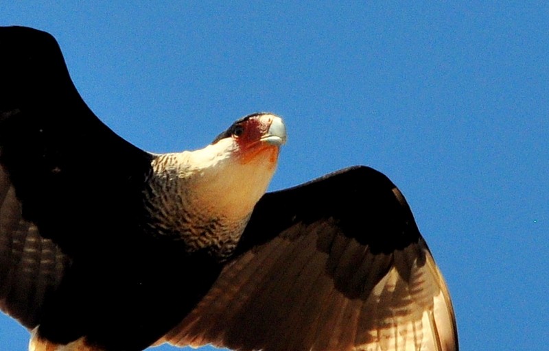 Crested Caracara (Northern) - ML302788871