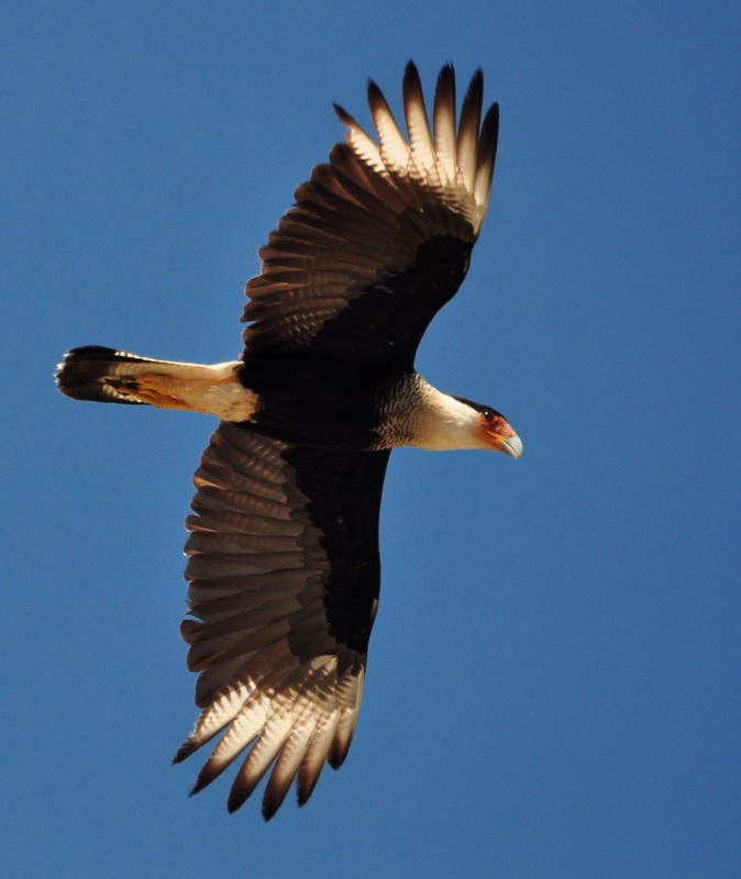 Crested Caracara (Northern) - ML302788901