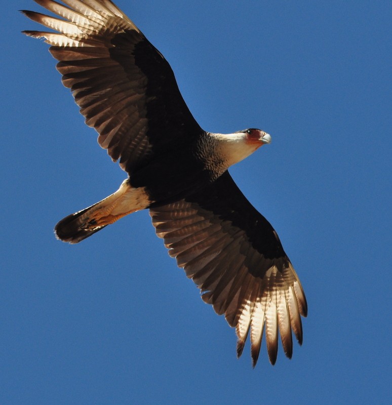 Crested Caracara (Northern) - ML302788911