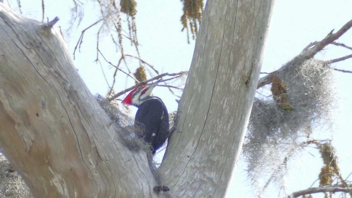 Pileated Woodpecker - John Martin