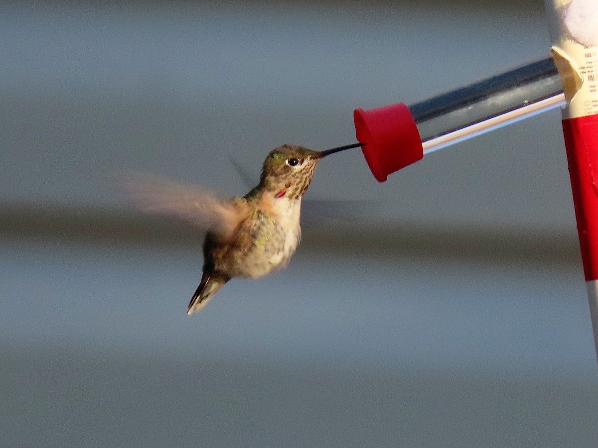 Calliope Hummingbird - ML302790531