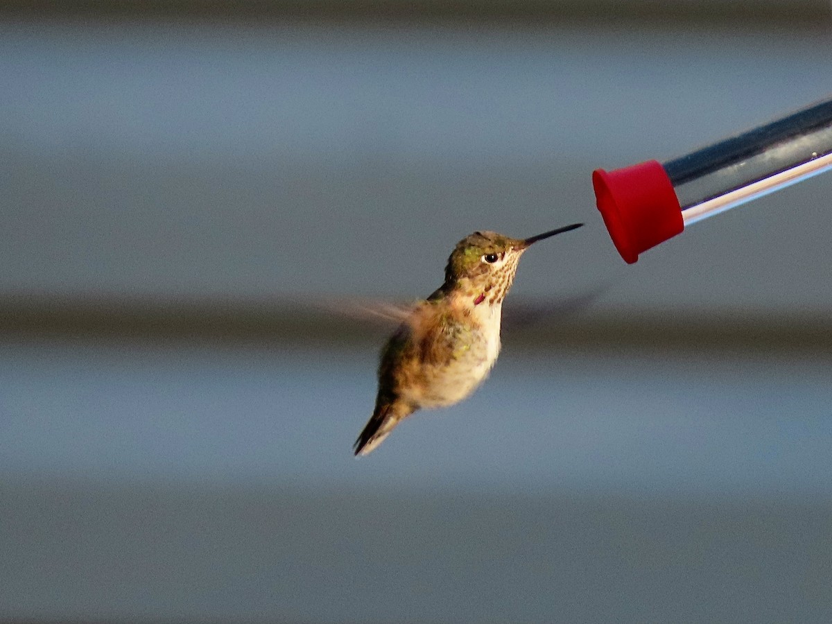 Calliope Hummingbird - ML302790611