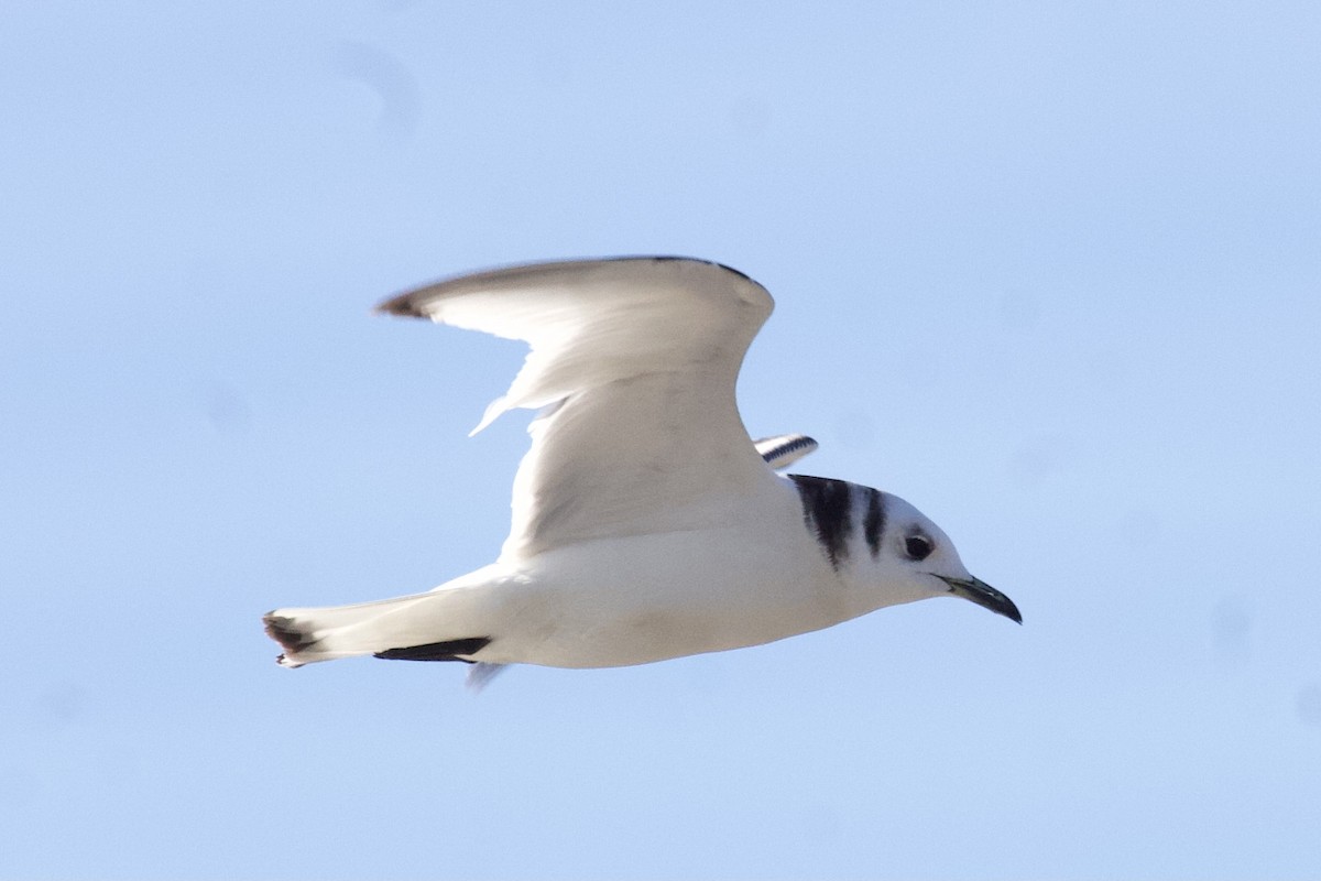 Mouette tridactyle - ML302790791