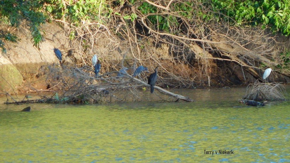 Little Blue Heron - Terry van Niekerk