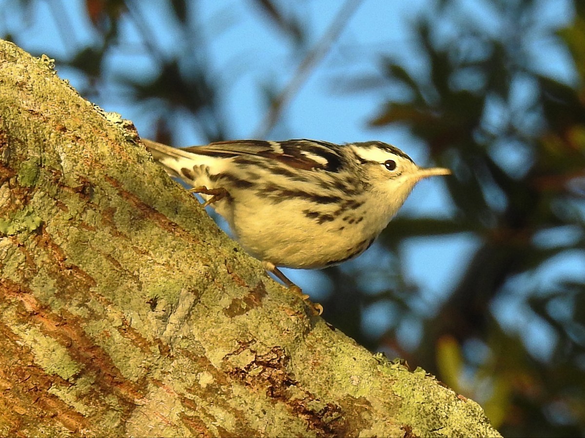 Black-and-white Warbler - ML302793461