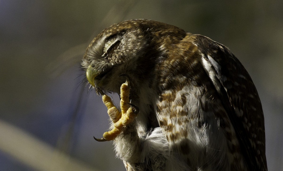 Cuban Pygmy-Owl - ML302793601