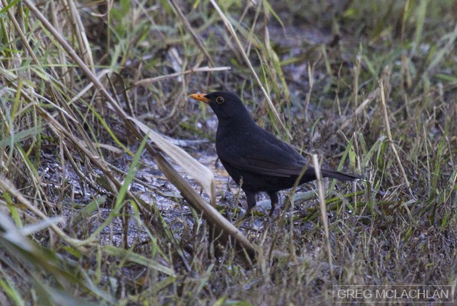 Eurasian Blackbird - Greg McLachlan