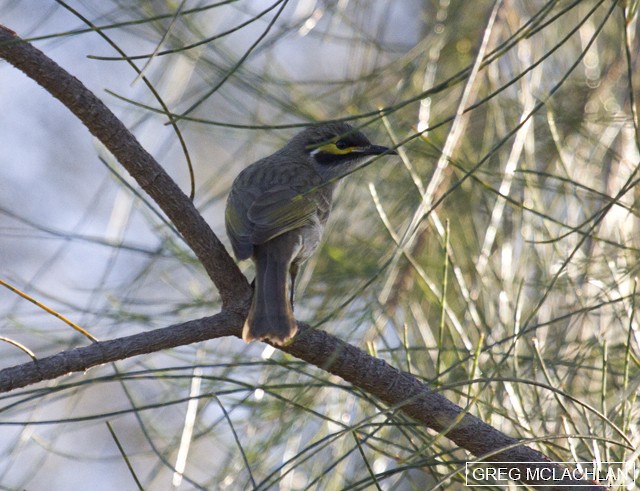 Yellow-faced Honeyeater - ML30279441