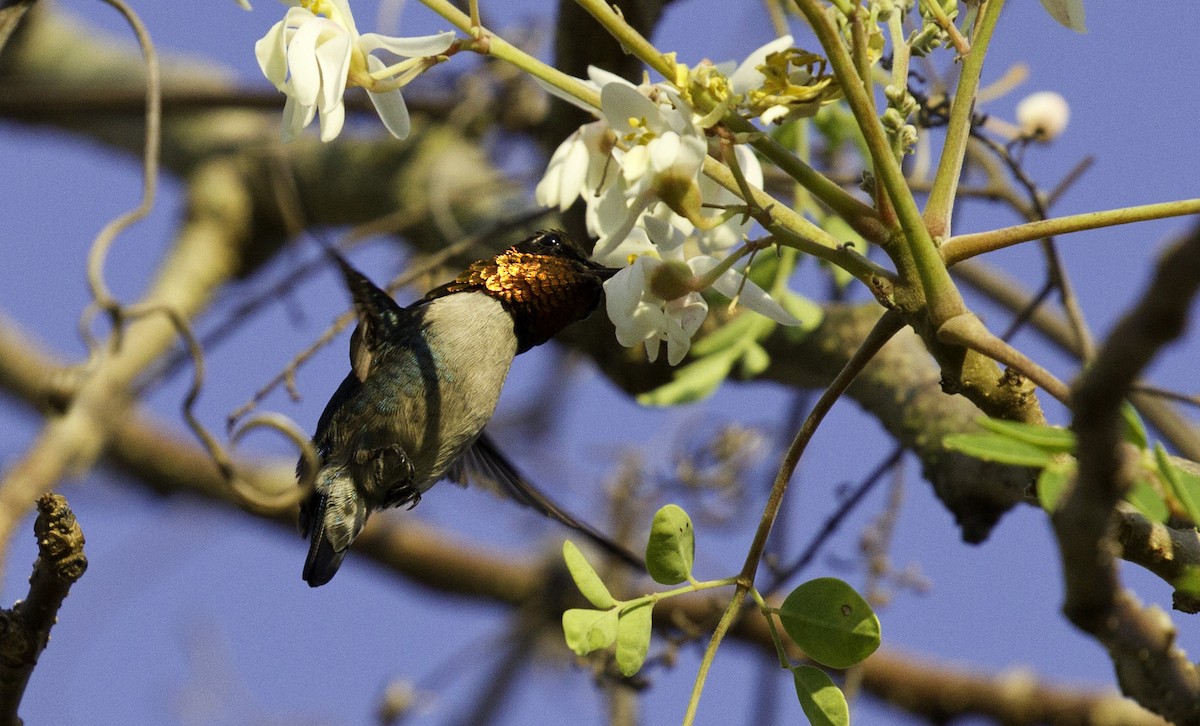 Bee Hummingbird - ML302794651