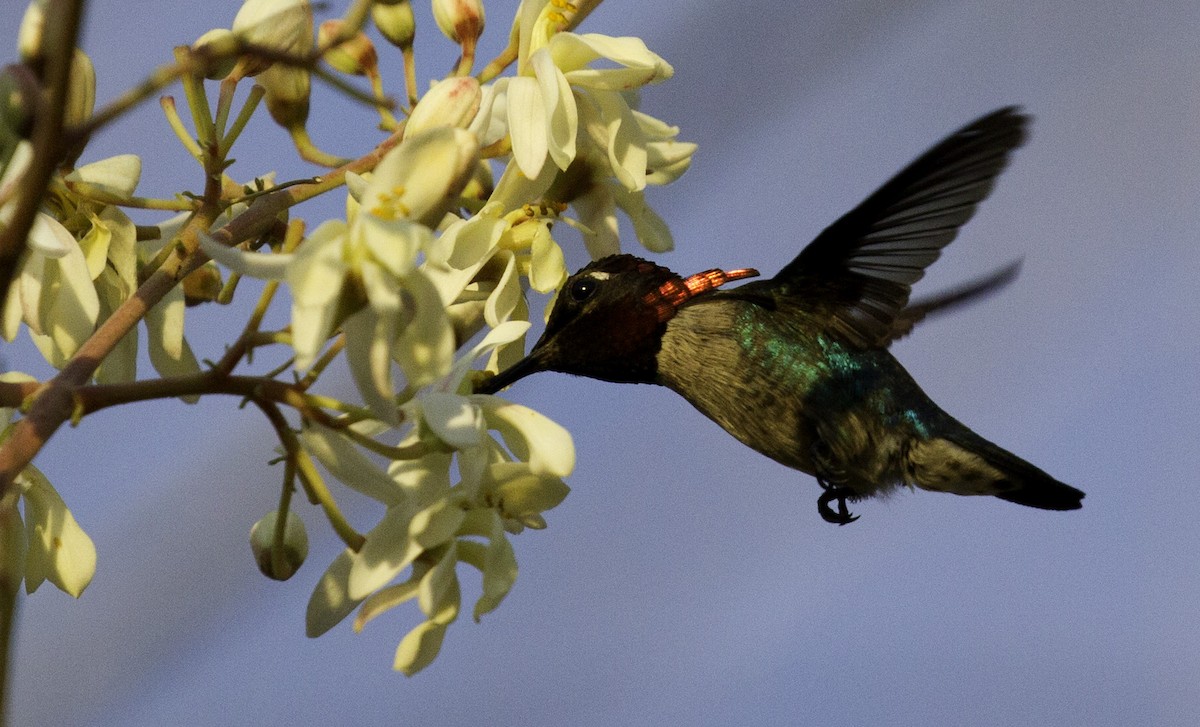 Bee Hummingbird - ML302794691