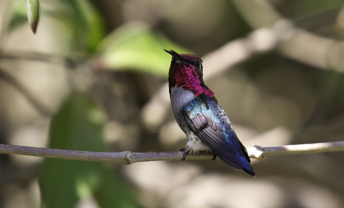Bee Hummingbird - ML302794741