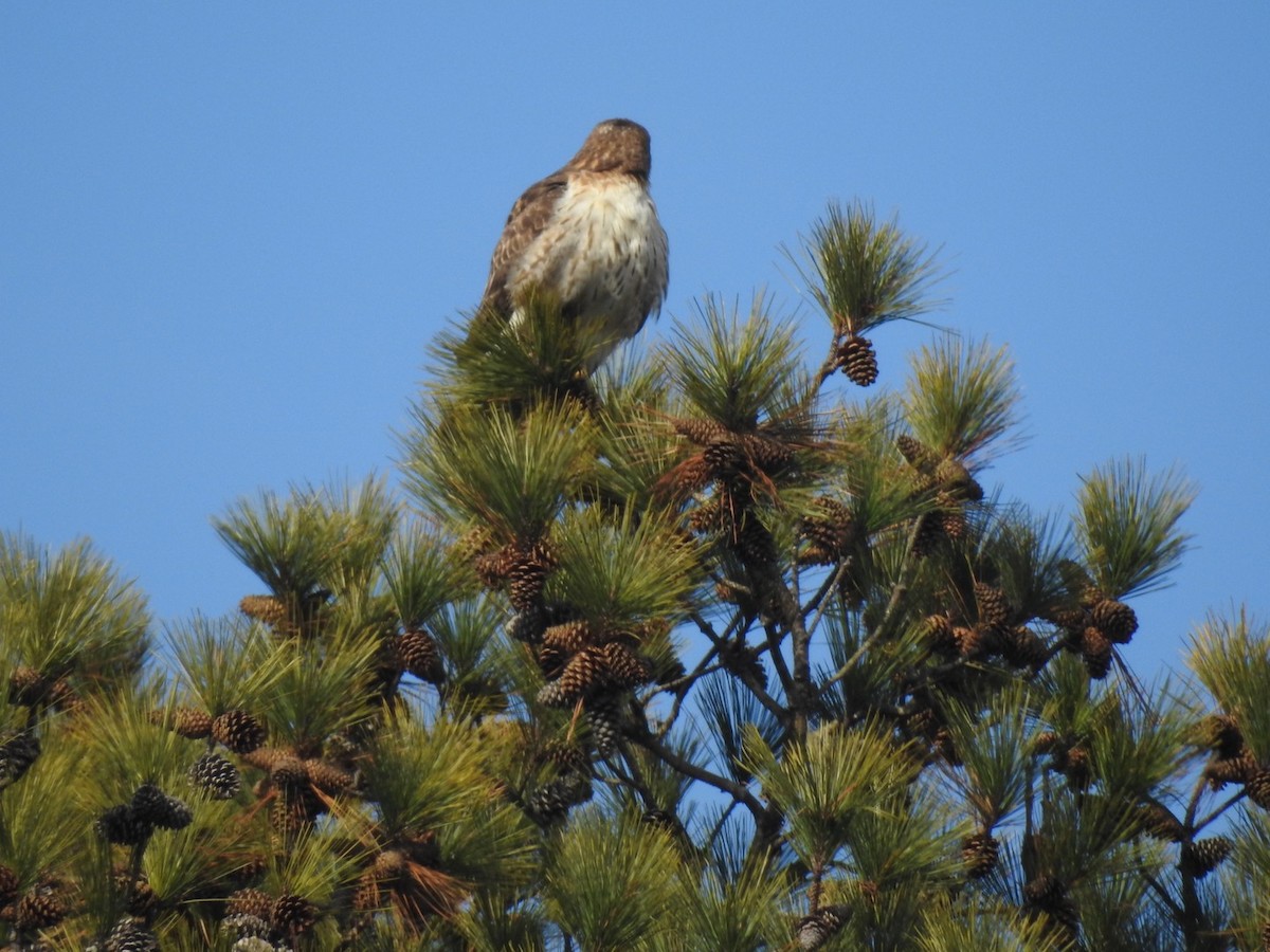 Red-tailed Hawk - ML302794921