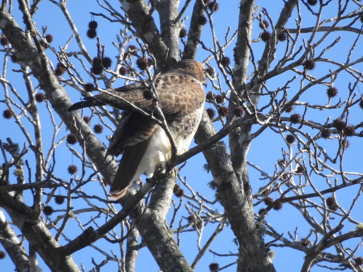 Red-tailed Hawk - ML302794931