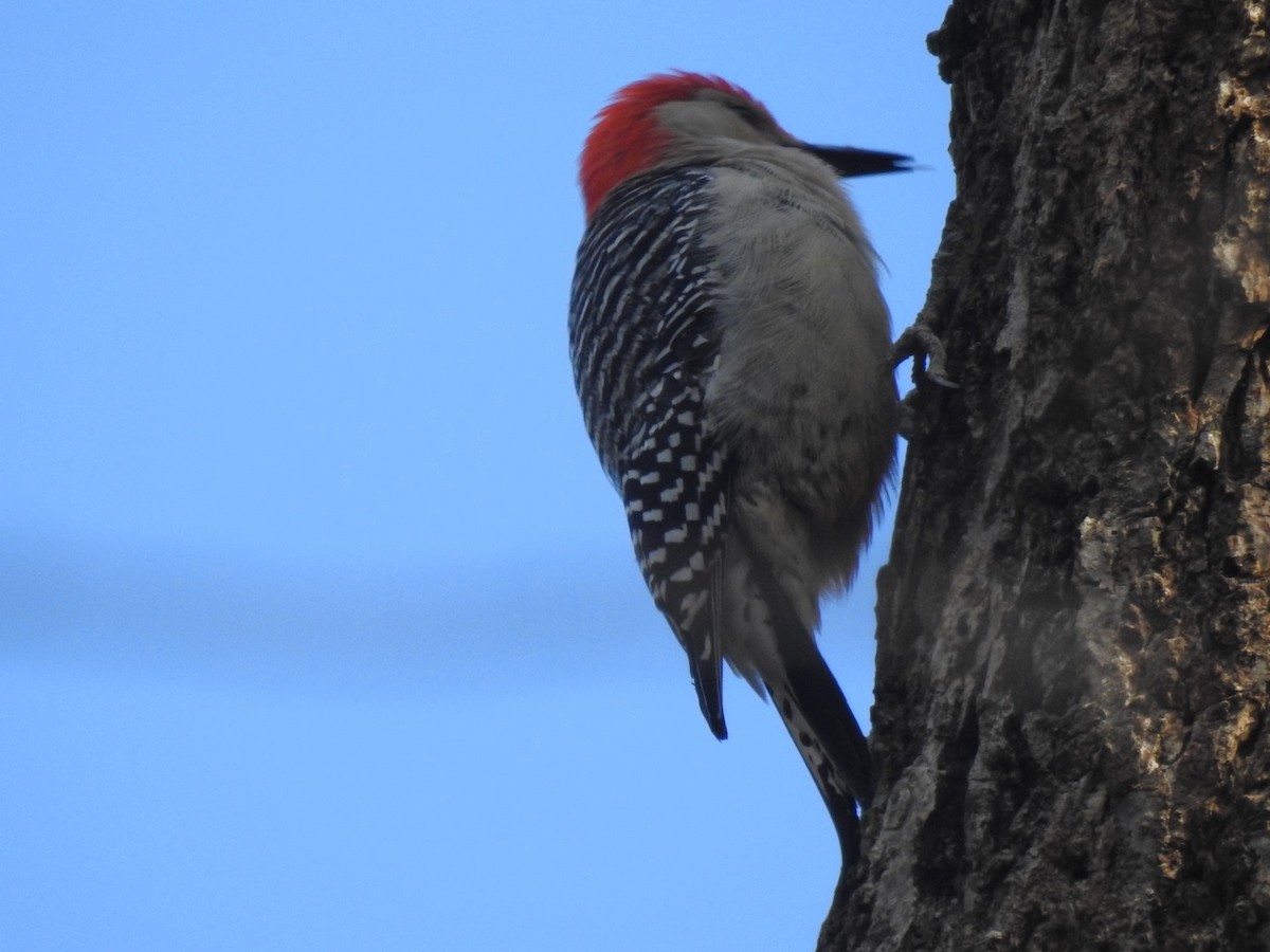 Red-bellied Woodpecker - ML302795101
