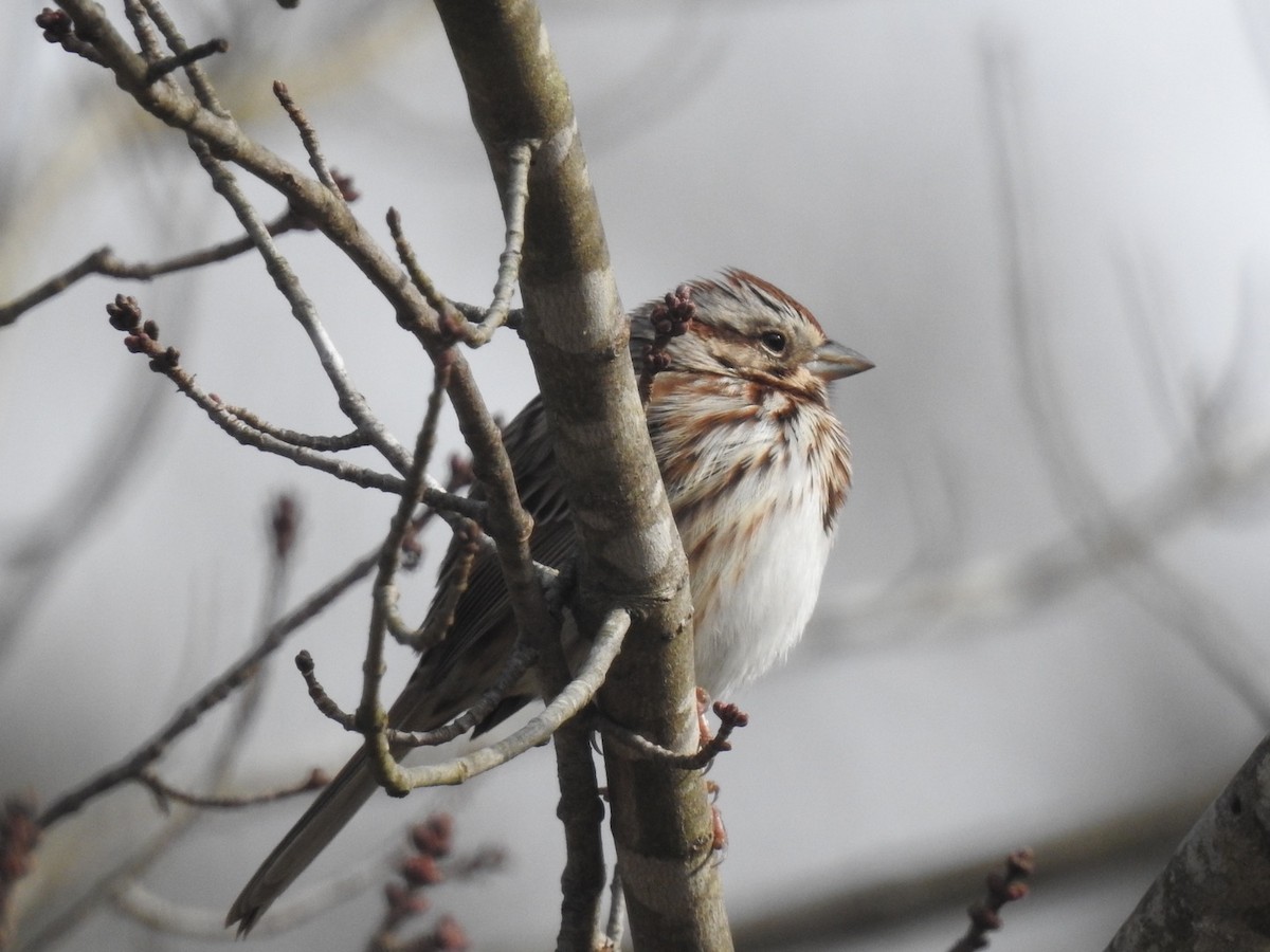Song Sparrow - ML302795381