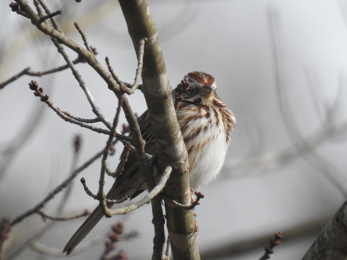Song Sparrow - ML302795391