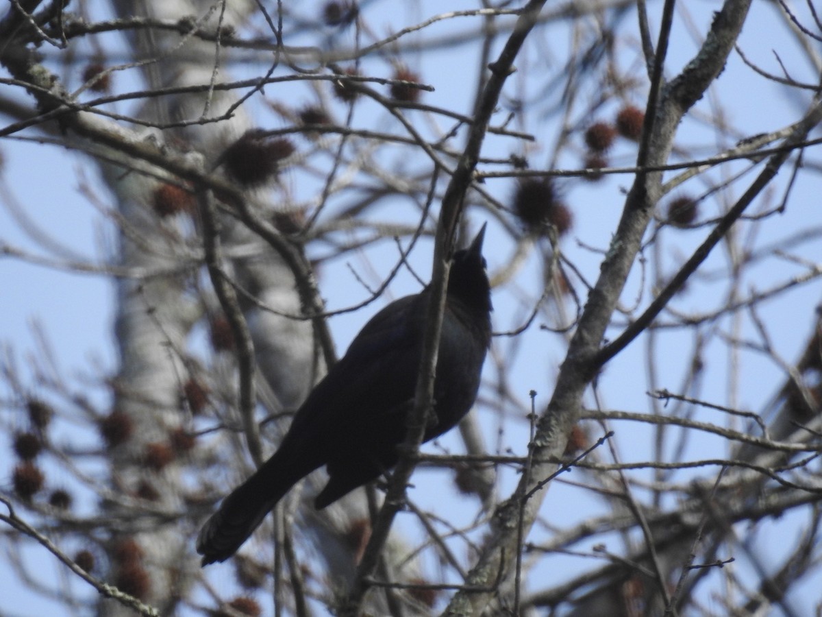 Common Grackle - ML302795441