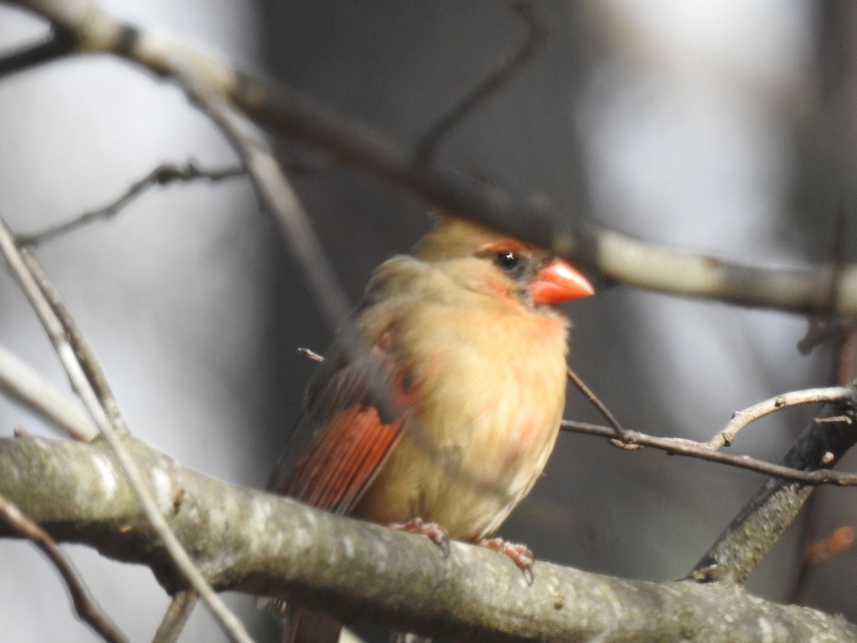 Northern Cardinal - ML302795541