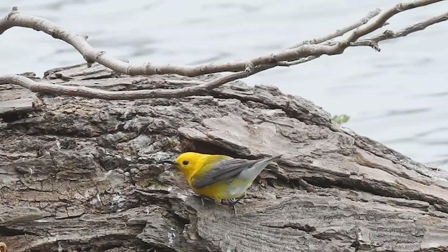 Prothonotary Warbler - ML302796411