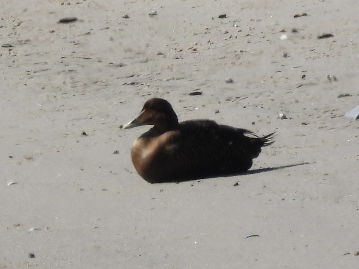 Common Eider - ML302796691