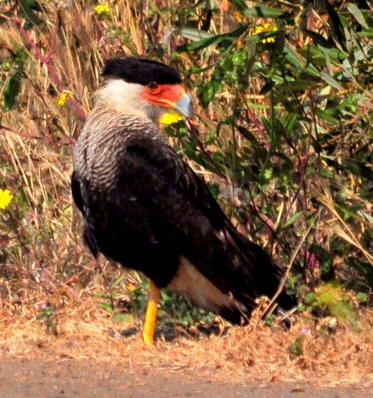 Caracara huppé (cheriway) - ML302797371