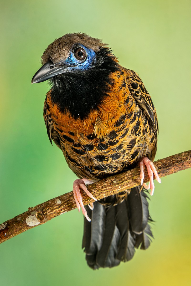 Ocellated Antbird - ML302797431