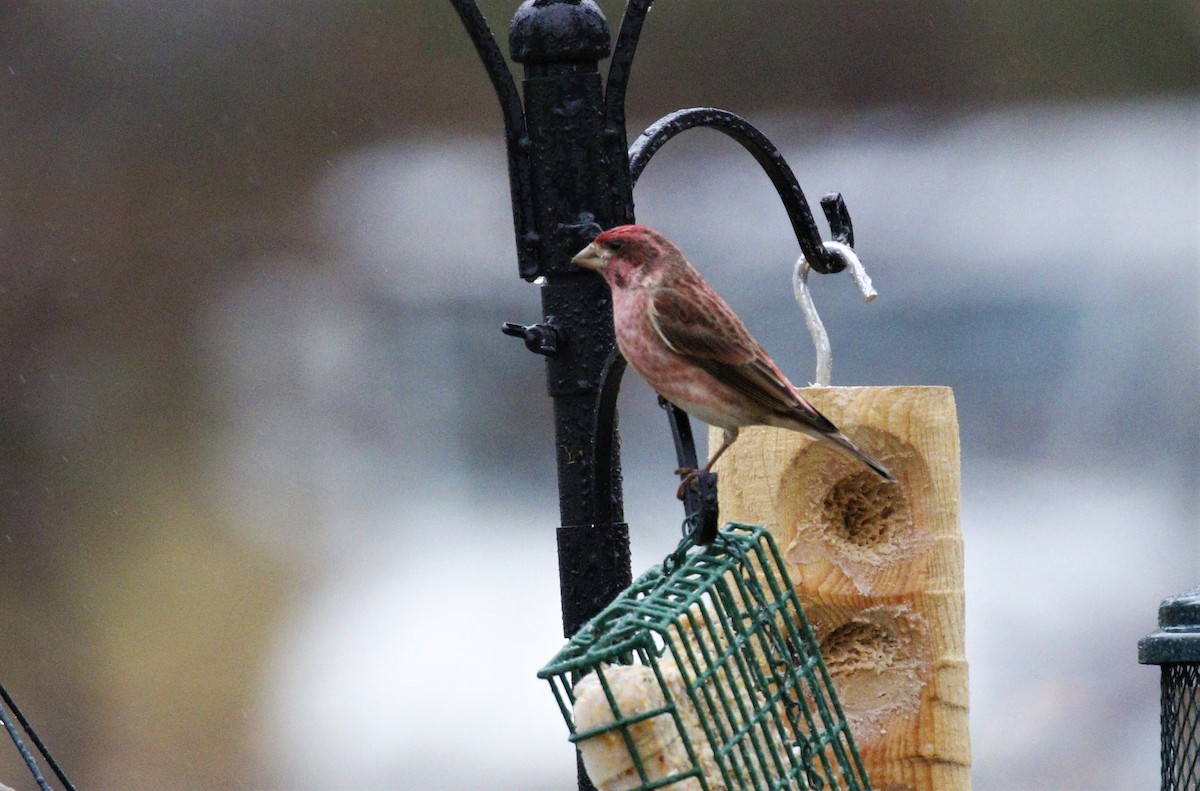 Purple Finch - Lance Runion 🦤