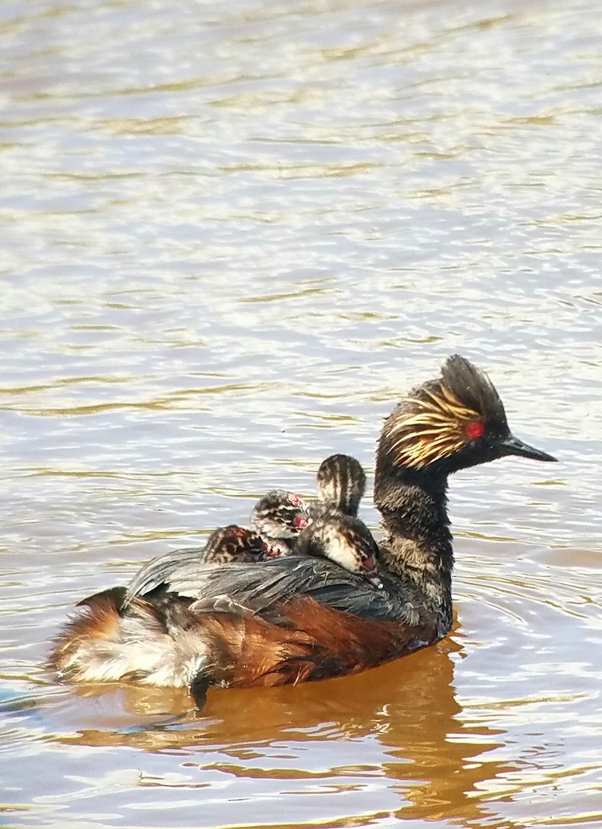 Eared Grebe - ML30279821