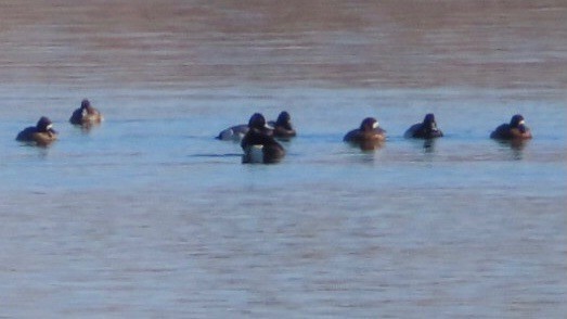 Greater Scaup - ML302798271