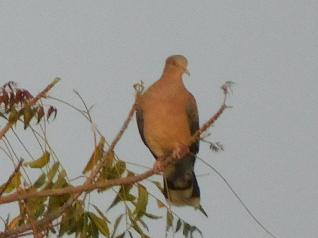 Oriental Turtle-Dove - ML302798291