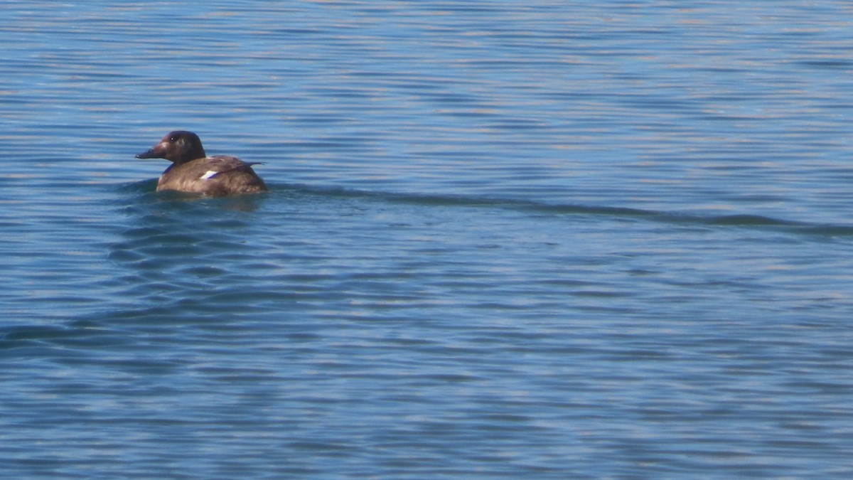 White-winged Scoter - ML302798431