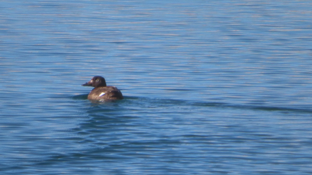 White-winged Scoter - ML302798451