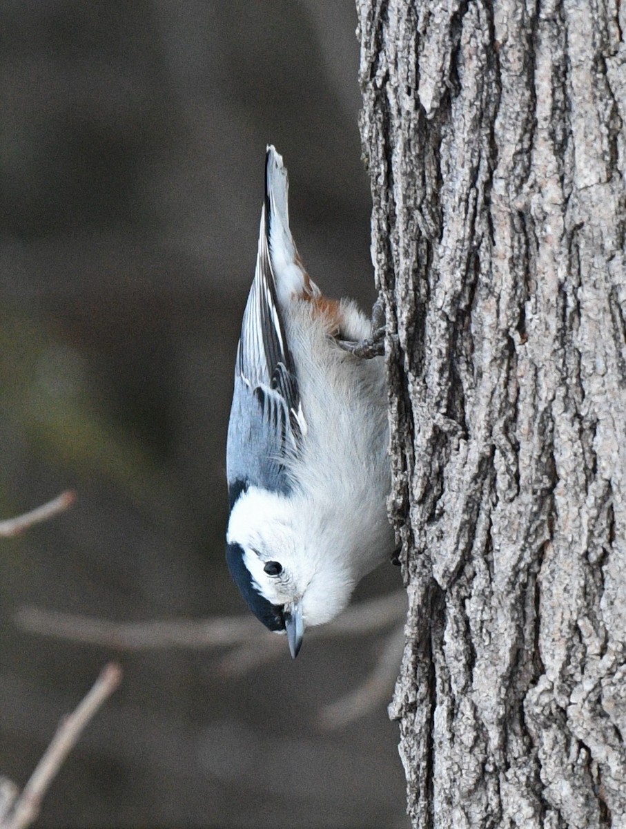White-breasted Nuthatch - Estela Quintero-Weldon