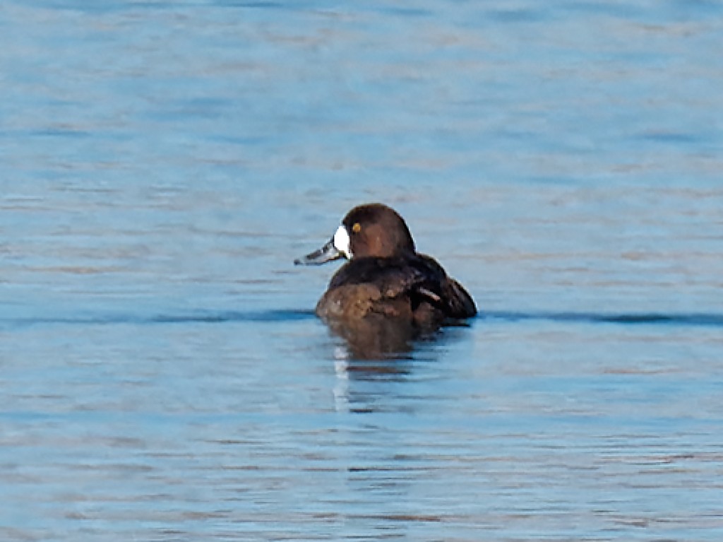 Greater Scaup - ML302802121
