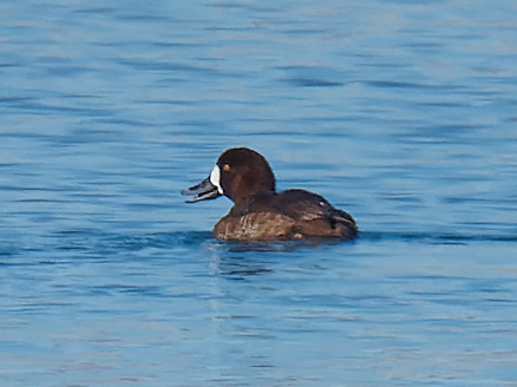 Greater Scaup - ML302802131