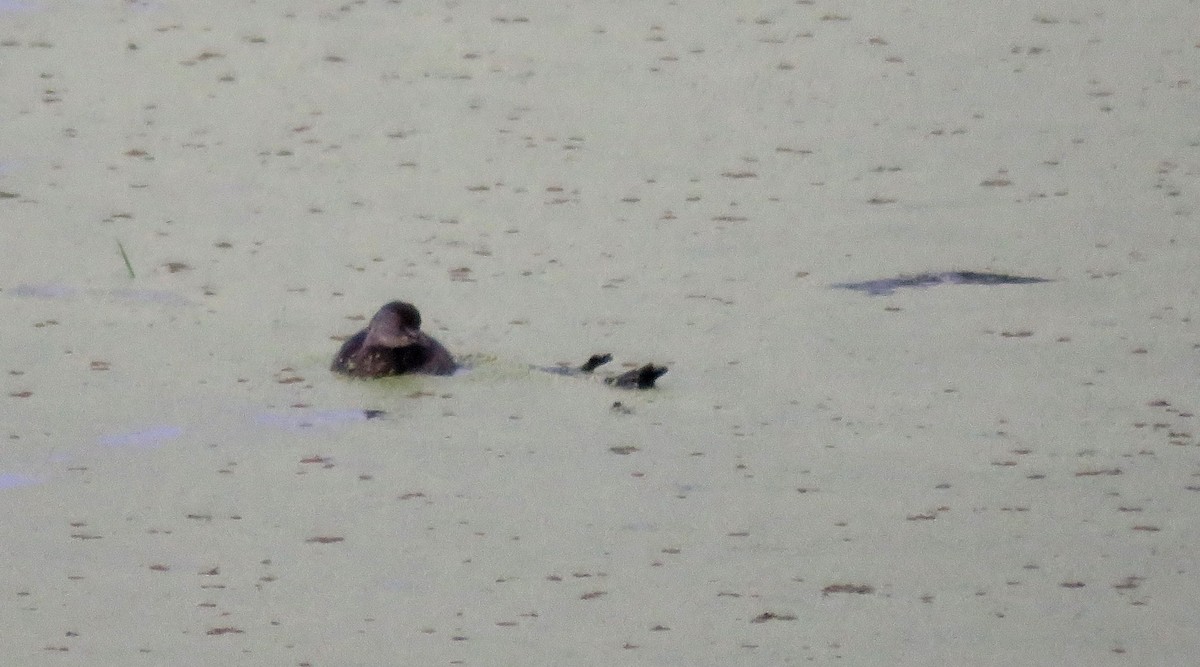 Least Grebe - ML30280241