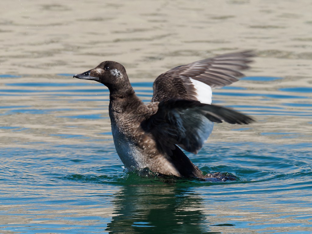 White-winged Scoter - ML302802501