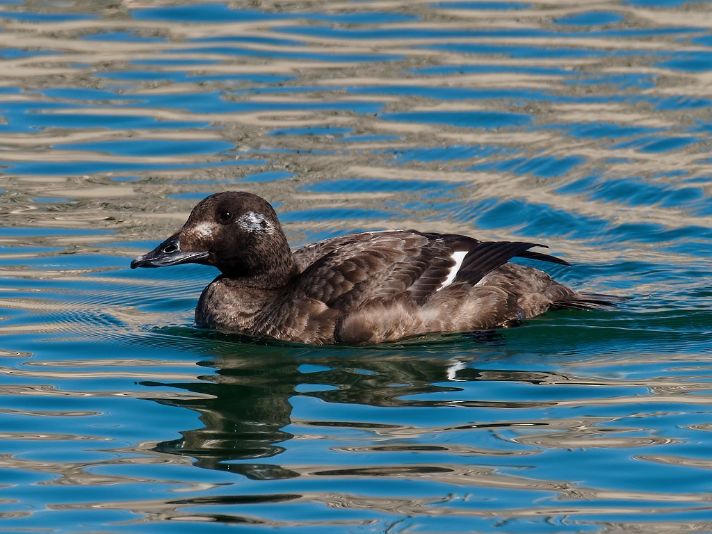 White-winged Scoter - ML302802511