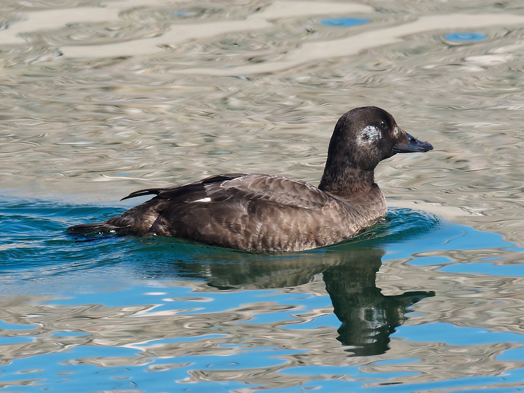 White-winged Scoter - ML302802521