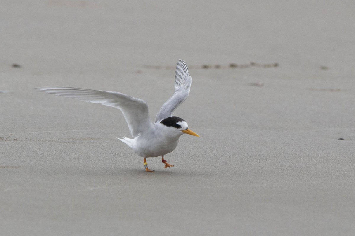 Australian Fairy Tern - Oscar Thomas