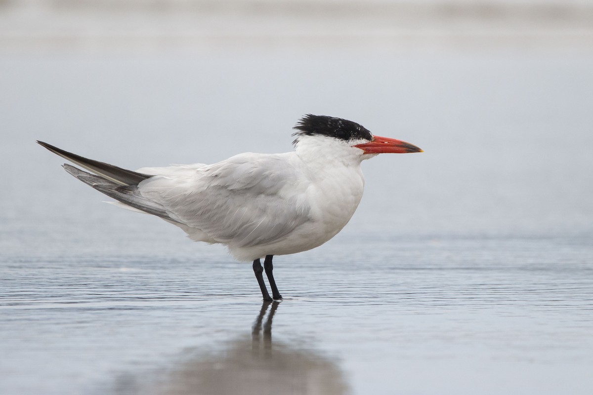 Caspian Tern - ML302804901