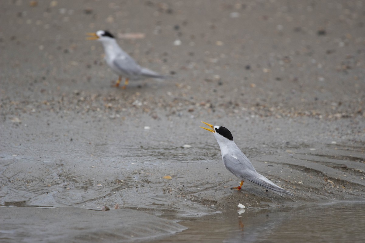 Australian Fairy Tern - ML302804971