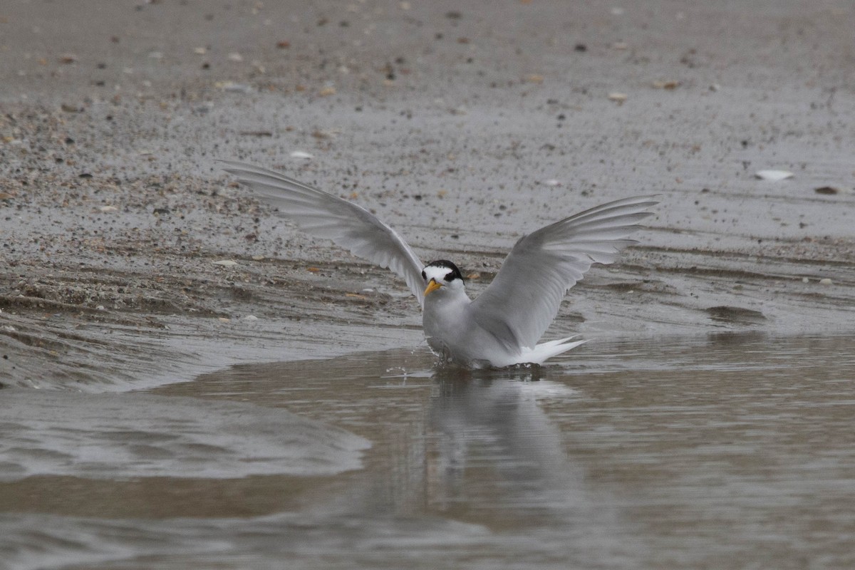 Australian Fairy Tern - Oscar Thomas