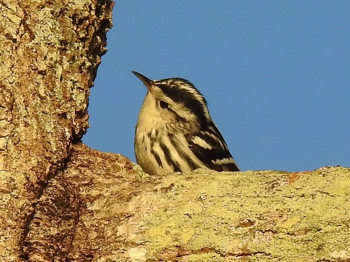 Black-and-white Warbler - ML302806041
